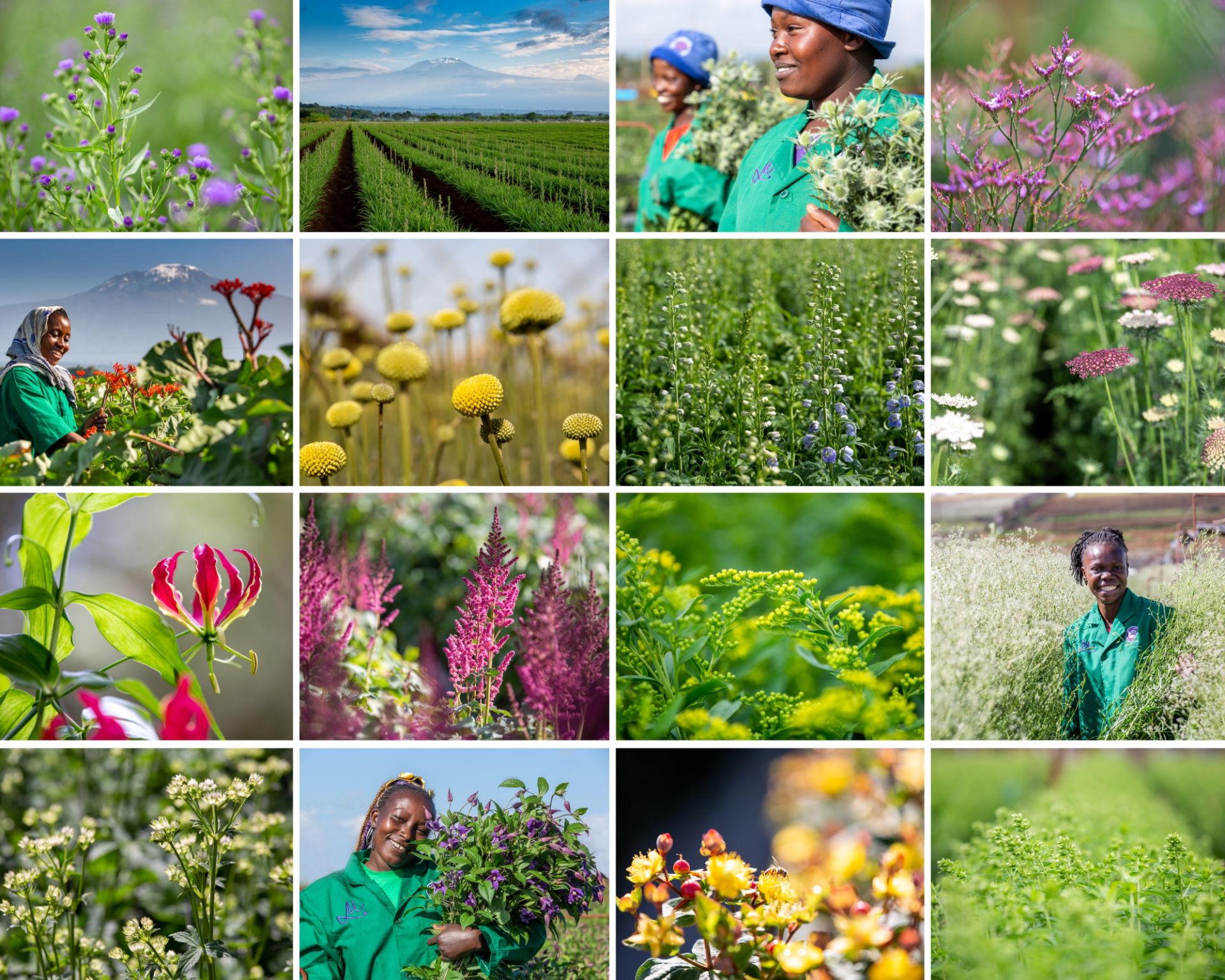 Grid flower farms.jpg
