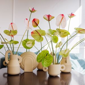 Anthurium mix (20).jpg