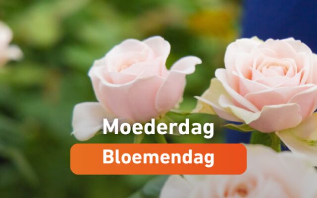 Moederdagbloemen steeds groener