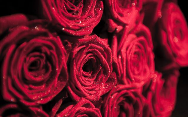 Volop bloemenpromotie in aanloop naar Valentijn