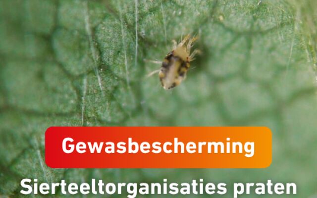 Sierteeltorganisaties praten met PAN-NL over gewasbeschermingsmiddelengebruik