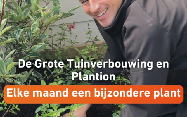 De Grote Tuinverbouwing en Plantion bundelen krachten: Elke maand een bijzondere plant in de spotlight!