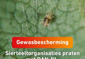 Sierteeltorganisaties praten met PAN-NL over gewasbeschermings- middelengebruik