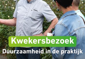 Kwekersbezoek: vd Hulst Rozenkwekerij & Sijben Hydrangeas