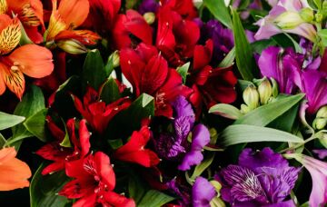 Over every Alstroemeria