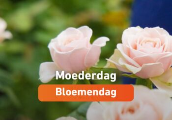Moederdagbloemen steeds groener